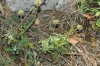 Globularia sp.
