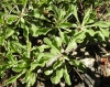 Globularia vulgaris ? 1/2