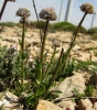 Globularia vulgaris 1/3 a confirmar