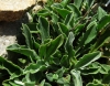 Globularia vulgaris 2/3 a confirmar