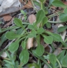 Globularia vulgaris ? 2 de 2