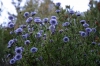 Globularia alypum L.