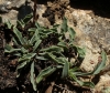Globularia cf. vulgaris L.