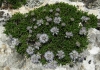 Globularia repens Lam.