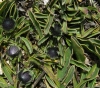 Globularia vulgaris 3/3