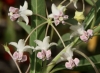 Gomphocarpus fruticosus (L.) W.T.Aiton