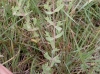Hypericum 1/4