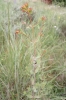 Hypericum 2/4