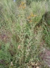 Hypericum 4/4