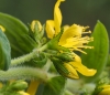 Hypericum hirsutum L.