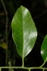 Ilex aquifolium L.