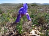 Iris lutescens