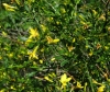 Jasminum fruticans L.