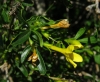 Jasminum fruticans L.