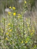 Jasminum fruticans L.