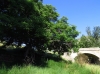 Juglans regia 2/2