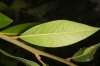 Laurus nobilis L.