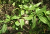 Ligustrum vulgare L.