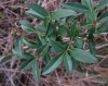 Ligustrum vulgare L.