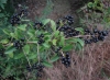 Ligustrum vulgare L.