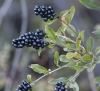 Ligustrum vulgare L.