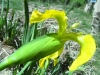Limniris pseudacorus (L.) Fuss