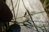Linum catharticum L.
