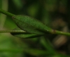 Linum catharticum L.