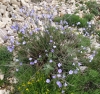 Linum narbonense ? Linum narbonense ?