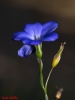 Linum narbonense L. subsp narbonense Linum narbonense L. subsp narbonense