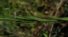 Linum narbonense L. subsp narbonense Linum narbonense L. subsp narbonense