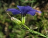 Linum narbonense L. subsp. narbonense Linum narbonense L. subsp. narbonense