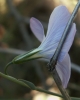 Linum narbonense L. subsp narbonense Linum narbonense L. subsp narbonense
