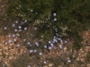 Linum narbonense L. subsp narbonense Linum narbonense L. subsp narbonense