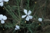 Linum sp. 1d2 Linum sp. 1d2