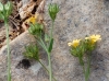 Linum strictum ? 1/3 Linum strictum ? 1/3