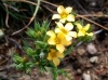 Linum strictum ? 2/3
