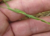Linum strictum ? 2 de 4 Linum strictum ? 2 de 4