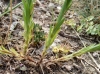 Linum strictum ? 3/3