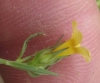 Linum strictum ? 3 de 4 Linum strictum ? 3 de 4