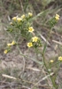 Linum strictum L. subsp strictum Linum strictum L. subsp strictum