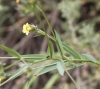 Linum strictum L. subsp strictum Linum strictum L. subsp strictum