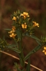 Linum strictum L. subsp strictum Linum strictum L. subsp strictum