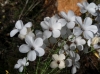 Linum suffruticosum ? 1/2 Linum suffruticosum ? 1/2