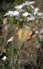 Linum suffruticosum ? 2/2 Linum suffruticosum ? 2/2