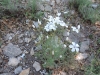 Linum suffruticosum Linum suffruticosum