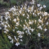 Linum suffruticosum ? Linum suffruticosum ?