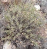 Linum suffruticosum ? Linum suffruticosum ?