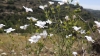 Linum suffruticosum L. subsp. differens (Pau) Rivas Goday & Rivas Mart.