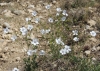 Linum suffruticosum L. subsp. differens (Pau) Rivas Goday & Rivas Mart.
